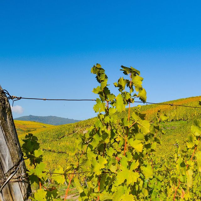 Bonjour Alsace | À propos