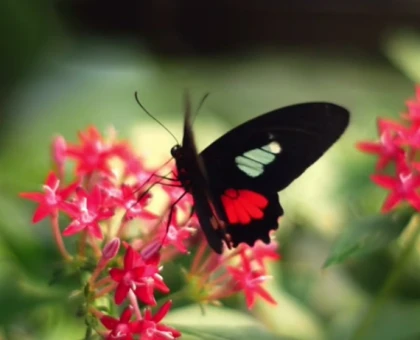 Jardin des Papillons Alsace