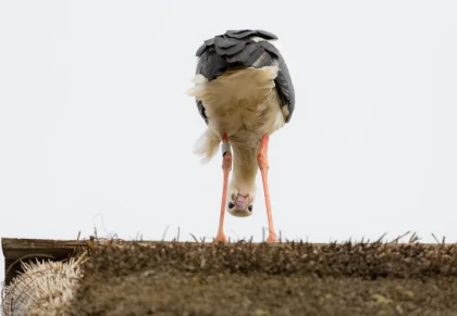 Une cigogne de l'Ecomusée