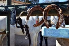 Atelier Équestre - Bonjour Alsace