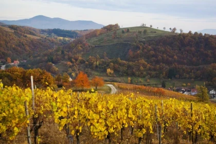 ALBE #2 - Atelier Tournée des Terroirs - Albé, arène de schiste et patrimoine - Bonjour Alsace