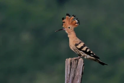 AMMERSCHWIHR #14 - Atelier Tournée des Terroirs - Les oiseaux dans nos vignes - Bonjour Alsace