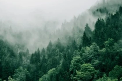 Bain de forêt - Bonjour Alsace