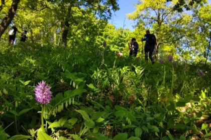Balade découverte des orchidées sauvages - Bonjour Alsace