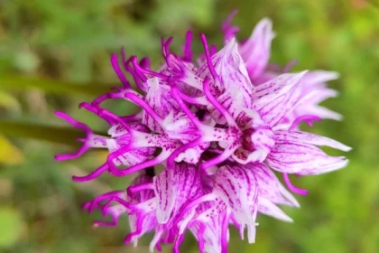 Balade découverte des orchidées sauvages - Bonjour Alsace