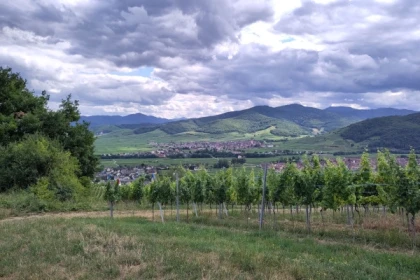 Balade découverte des orchidées sauvages - Bonjour Alsace