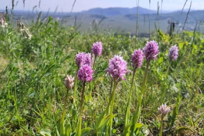 Balade découverte des orchidées sauvages - Bonjour Alsace