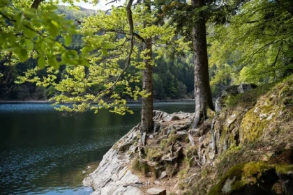 Balade sonore au son du lac d'Altenweiher - Bonjour Alsace