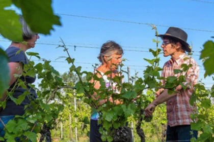Balade dans les vignes et apéritif aux plantes sauvages - Bonjour Alsace