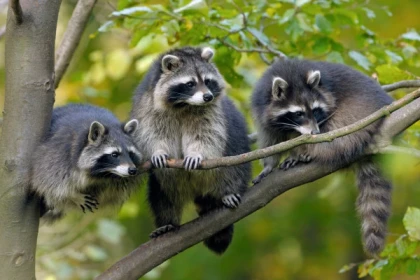 Billet d'entrée - Naturoparc - Bonjour Alsace