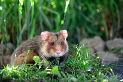 Billet d'entrée - Naturoparc - Bonjour Alsace