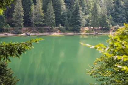 Découverte Sylvothérapie dans les Vosges - Bonjour Alsace
