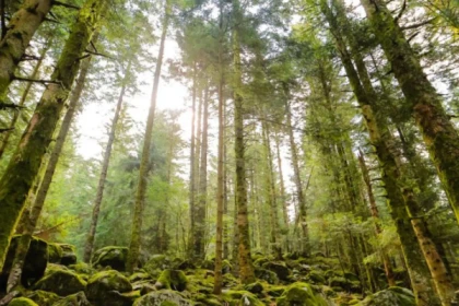 Découverte Sylvothérapie dans les Vosges - Bonjour Alsace