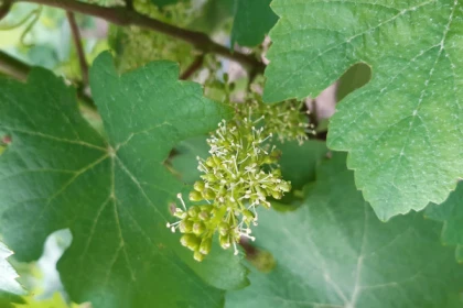 Entre cépages et pétales : la vigne et sa flore - Bonjour Alsace