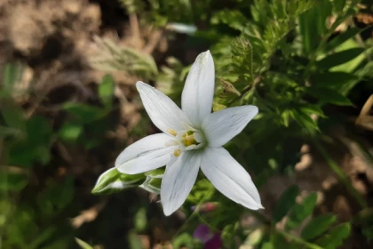 Entre cépages et pétales : la vigne et sa flore - Bonjour Alsace