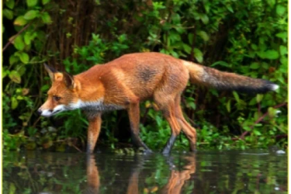 Jeux de piste sur la trace des animaux - Bonjour Alsace