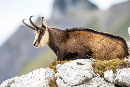 Le champion de nos montagnes, Chamois ! - Bonjour Alsace