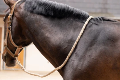 Ma longe/laisse en chanvre - Bonjour Alsace