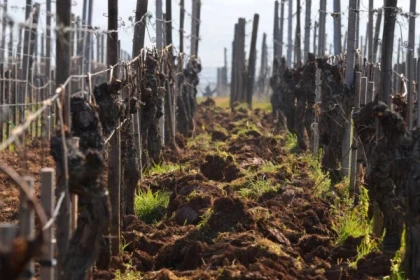 NOTHALTEN #4 - Atelier Tournée des Terroirs - La vigne et son sol - Bonjour Alsace