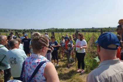 Osez le vin au féminin - Bonjour Alsace