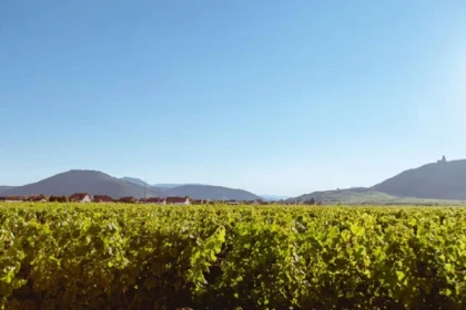 Planchette, visite et dégustation - Bonjour Alsace