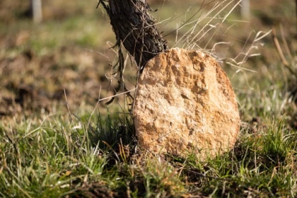 Quand la vigne travaille avec la nature...la biodynamie expliquée - Bonjour Alsace