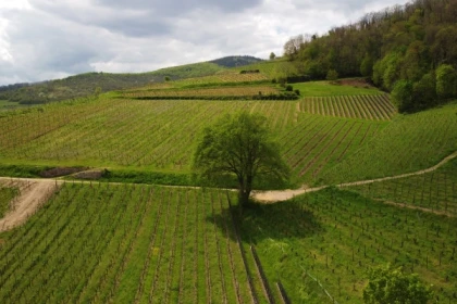 Quand la vigne travaille avec la nature...la biodynamie expliquée - Bonjour Alsace