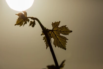 Quand la vigne travaille avec la nature...la biodynamie expliquée - Bonjour Alsace