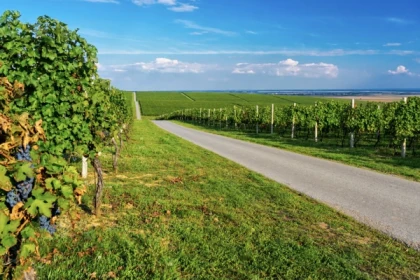 RALLYE ROUTE DES VINS D'ALSACE - Bonjour Alsace