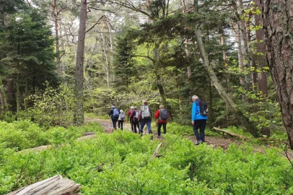 Randonnée familiale en forêt - Bonjour Alsace