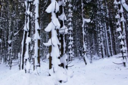 Raquettes à neige privative au Neuntelstein - Bonjour Alsace