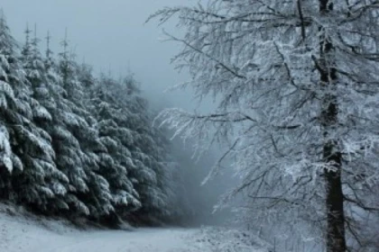 Raquettes à neige privative au Storkenkopf - Bonjour Alsace