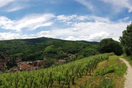 Rencontrez le vigneron dans son élément! - Bonjour Alsace