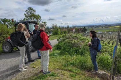 SCHERWILLER #7 - Atelier Tournée des Terroirs - Promenade floristique sur le Rittersberg - Bonjour Alsace