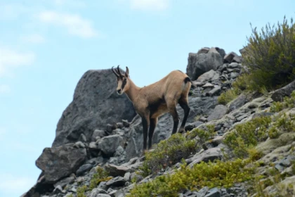 Sortie à la rencontre des chamois - Bonjour Alsace