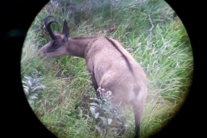 Sortie observation des chamois  au Col de la Schlucht - Bonjour Alsace
