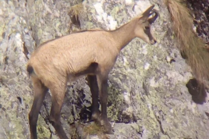 Sortie observation des chamois  au Col de la Schlucht - Bonjour Alsace