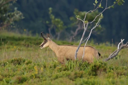 Sortie observation des chamois au Gaschney - Bonjour Alsace