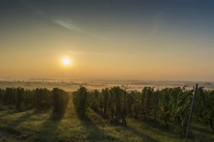Terroirs d'Alsace : sur la Route des Vins - EGUISHEIM - Bonjour Alsace