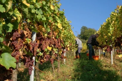 The wines of Alsace in a private group tour from Strasbourg - Bonjour Alsace