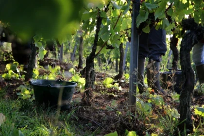 Visite du domaine et dégustation commentée - Bonjour Alsace