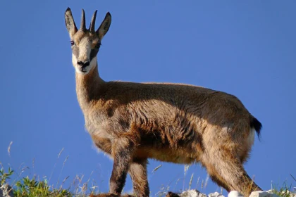 Week-end des animaux de nos montagnes ! - Bonjour Alsace
