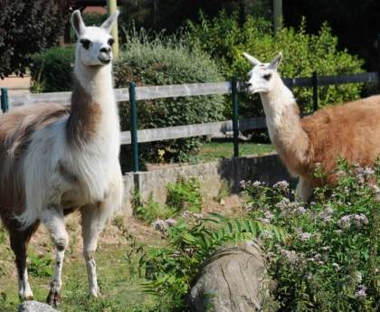 lamas Cigoland