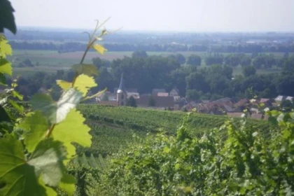 A la découverte du métier de vigneron - Bonjour Alsace