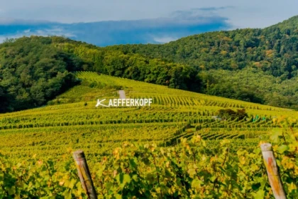 AMMERSCHWIHR #14 - Atelier Tournée des Terroirs - 40 ans de Riesling Kaefferkopf - Bonjour Alsace