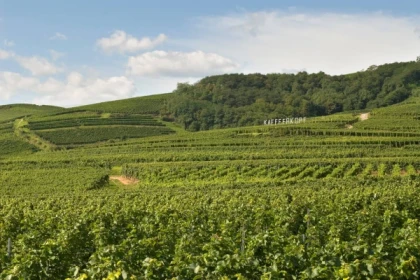 AMMERSCHWIHR #14 - Atelier Tournée des Terroirs - Le Kaefferkopf par Caroline Bronner - Bonjour Alsace