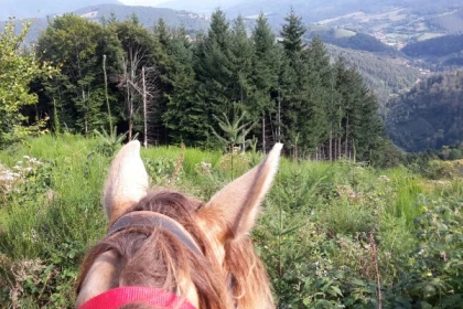 Balade à cheval de 1h00 - Bonjour Alsace