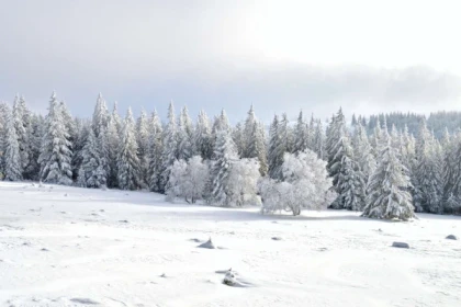 Balade contée dans la forêt enchantée - Bonjour Alsace