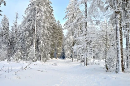 Balade contée dans la forêt enchantée - Bonjour Alsace