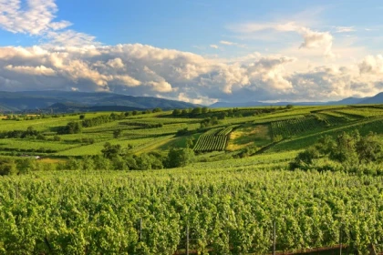 BERGBIETEN #15 - Bonjour Alsace